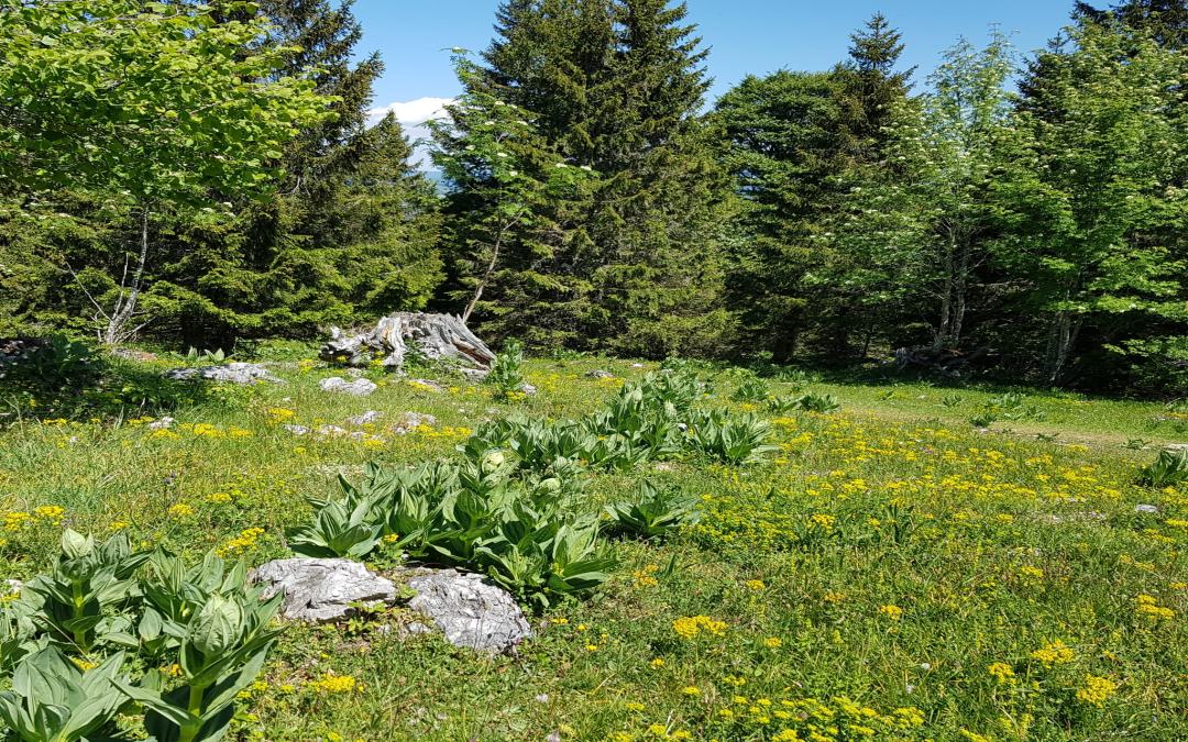 Autour de Thierrens (47.13 km – 1094 D+)