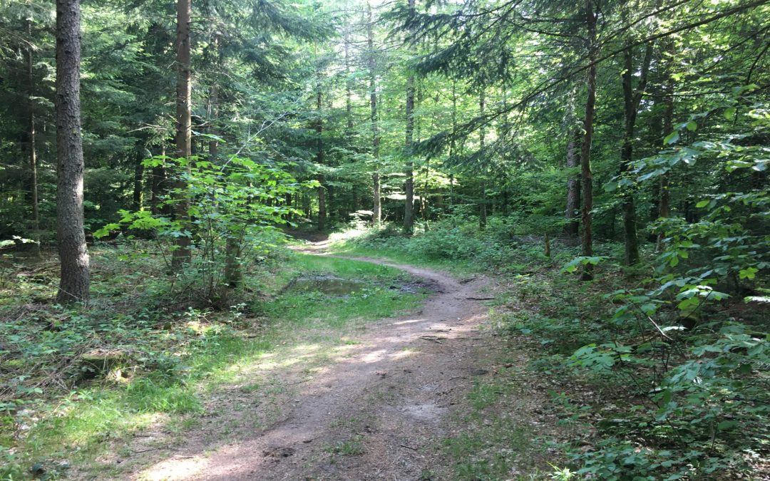 Bois du Jorat, single et mini DH (1) (20.60 km – 453 D+)